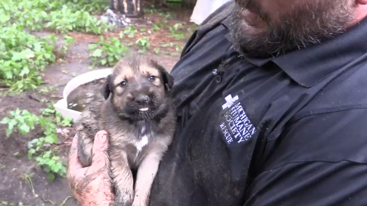 WATCH Michigan Humane Society rescues 11 puppies from Detroit...